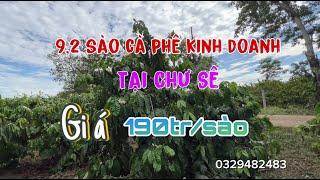 9,2 sào cà phê ôm đường bê tông, siêu đẹp tại Chư Sê, Gia Lai