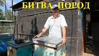 Карника и Бакфаст на весеннем уральском медосборе 2023 года