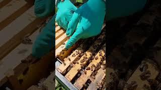 Introducing a new queen honey bee to a hive.