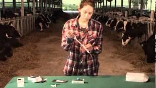 ImmunoComb Bovine Instruction Video