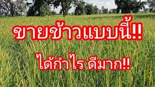 ชาวนาต้องรู้  เทคนิคการขายข้าว ให้ได้กำไร