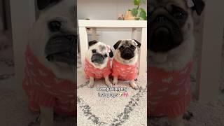 COMPARING my two PUGS  #pug #dog #cute