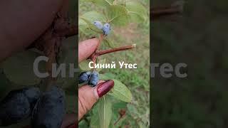 Синий Утес тоже классный! #растения #саженцы #жимолость #отправкапочтой
