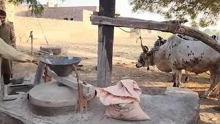 old  technology of stone floor mill#bull powered flour mill #Cold pressed wheat flouring#