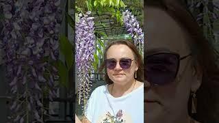 Вы только посмотрите...цветение Глицинии. От такой красоты можно задохнуться! #глициния #весна #море