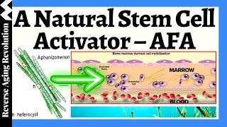 A NATURAL Stem Cell Activator Enhances Stem Cells, Immune & Brain Function