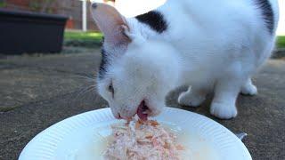 Cat Eating Chicken & Salmon (ASMR)