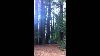 BAREFOOT DAY 18: Hiking in the Redwoods