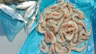 AMAZING SEA PRAWN CAUGHT USING DRIFT NET