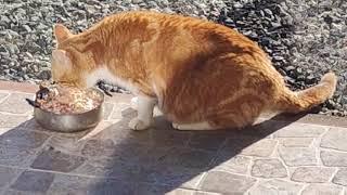 The wild mother cat enjoys her dinner in the countryside of Odessa, Ukraine