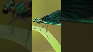 Beautiful demoiselle Calopteryx virgo is a European damselfly  #shorts Insects Videos  Channel