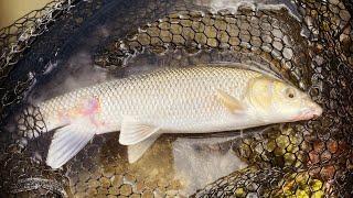 Pesco a ULTRA-LIGHT in un MICRO TORRENTE tra le COLLINE della VAL D’ORCIA