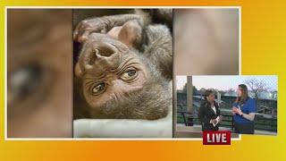 Little Rock Zoo to officially announce name of baby gorilla on The Today Show