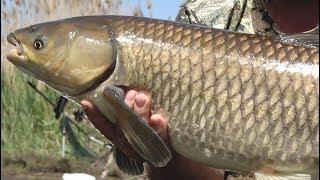 Рыбалка на карпа и амура 2018.Открытие на Кубке Удачи.Марьевское водохранилище