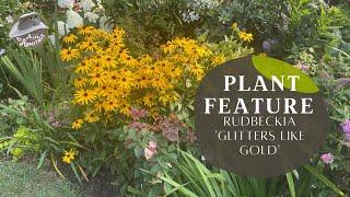 Plant Review: Rudbeckia 'Glitters Like Gold'