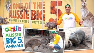 Top 5 Australian Animals