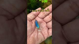 How is the development of betta fish? Remember to watch the whole video #bettashop #traicabetta