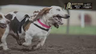 Bruce makes his racing debut at the Canterbury Park Basset Races 2023