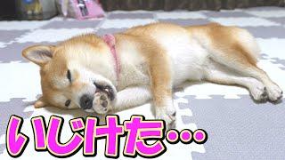 The little sister Shiba Inu lost the serious match and was left in a daze...