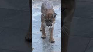 MOUNTAIN LION VERSUS HOUSE CAT