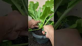 picking mustard greens in a pot