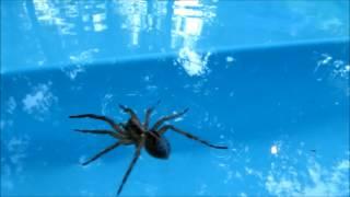 Wolf Spider Running, Walking, Swimming, on Water