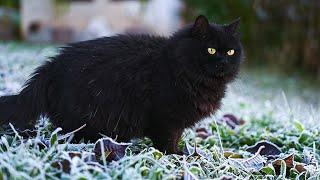 FROSTY Mornings Are NO MATCH for This Black Norwegian Forest Cat!