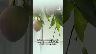 Man threatens another with gun after argument over mangoes