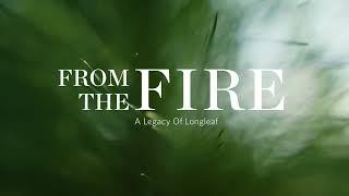 From the Fire: A Legacy of Longleaf