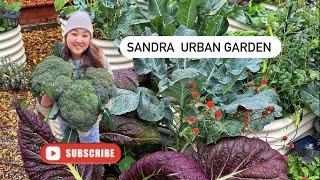 Welcome to Sandra Urban Garden