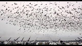 Non-Stop MONSTER Snow Goose Rainouts: FEED THE CYCLONE