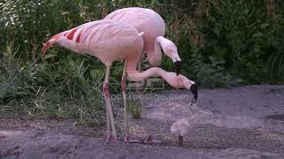 Flamingos Birds  feeding the same chick with red crop milk.  WAIT FOR IT!  Weird Animal Behavior