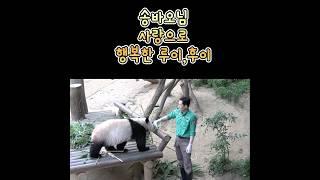 푸바오Fubao패밀리극진한 송바오님의 사랑루이바오Ruibao,후이바오Huibao는 오늘도 행복해요