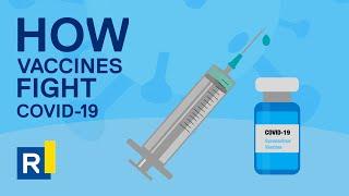 How vaccines fight COVID-19