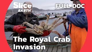 Invasive Royal Crab: How This Species is Taking Over Northern Seas | SLICE EARTH | FULL DOCUMENTARY