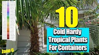 Cold Hardy Tropical Plants For Containers || Tropicals You Can Leave Outside Most of The Year Zone 6