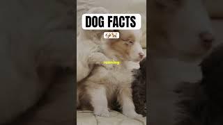 DOG FACTS                                          #facts #dogfact #animal #fyp #puppy #doggo