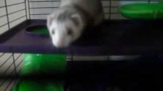 SCARY FERRET!