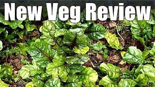 A Review of New Varieties I'm Trying This Year