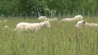 Cotswold Seeds Farm Visit: Mr Cornwallis on Herbal Leys as foggage