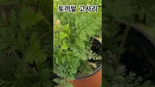#더그린가든센터 #토끼발고사리