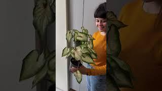 Новые цветочки  #цветы #комнатныерастения #комнатныйцветок #уют