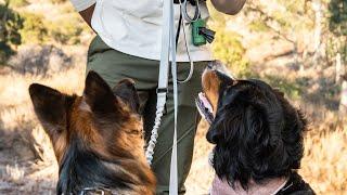 Voyager Bungee Leash by Mountain Hound