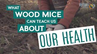 What wood mice can teach us about our health | Wytham Woods