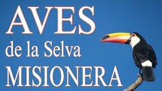 AVES de la Selva MISIONERA * BIRDS of the MISSIONARY Jungle