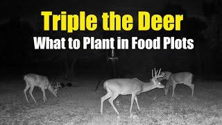 Deer Food Plots - Why Plant Clover