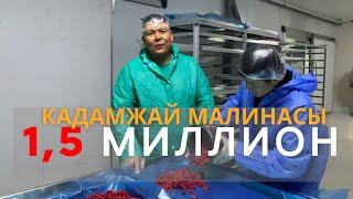 Малина өндүрүүнү күчөтүү Кадамжайдын экономикасын көтөрө алабы?