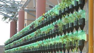 The Green Wall - Educational Vertical Garden Bottle System Project