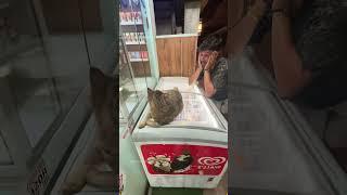 The cat says it hates presumptuous humans.#cat #catsoftiktok #catlover #funny #funnyvideos