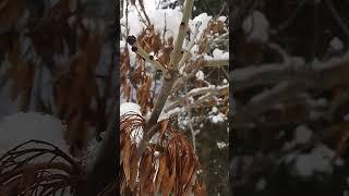 ASH tree and fruit in winter ️  #nature #ashtree #trees